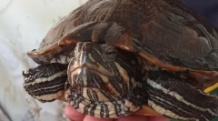 Hogyan hívhatsz egy teknős, a lányok és a fiúk nevét